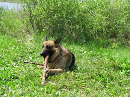 Вони «сидять» на наркотиках і отримують пенсію, або п'ять міфів про поліцейських собак - тварини -