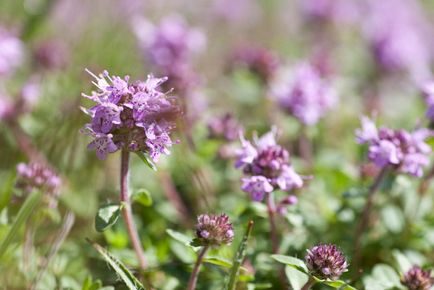 Oregano, hasznos tulajdonság és ellenjavallatok