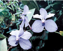Orhideele și polenizatoarele lor, știința și viața