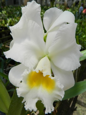 Orchid cattleya tipuri de fotografii, îngrijire, transplant de flori Cattleya la domiciliu