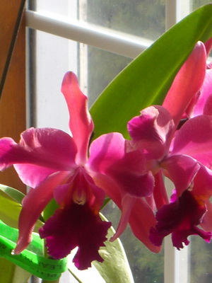 Orchid cattleya tipuri de fotografii, îngrijire, transplant de flori Cattleya la domiciliu