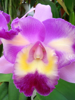 Orchid cattleya tipuri de fotografii, îngrijire, transplant de flori Cattleya la domiciliu