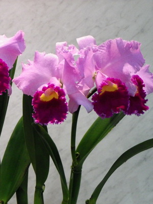 Cattleya orchidea fotó típusok, gondoskodás, transzplantációs cattleyanak virág otthon