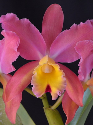 Cattleya orchidea fotó típusok, gondoskodás, transzplantációs cattleyanak virág otthon