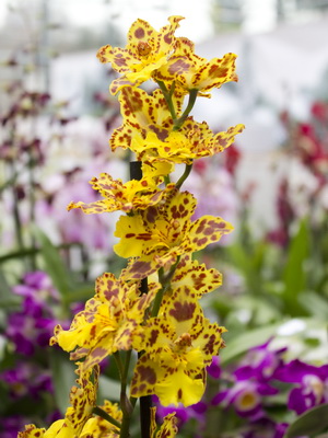 Orchid cattleya tipuri de fotografii, îngrijire, transplant de flori Cattleya la domiciliu