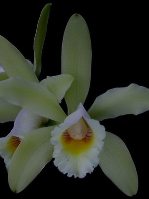 Orchid cattleya tipuri de fotografii, îngrijire, transplant de flori Cattleya la domiciliu