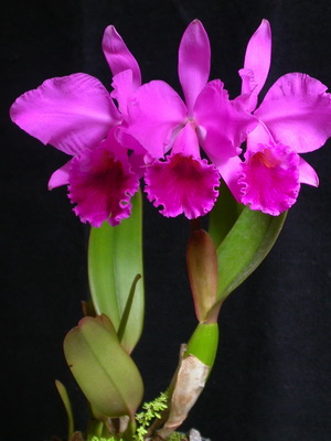 Орхідея каттлея фото видів, догляд, пересадка квітки каттлея в домашніх умовах