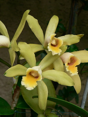 Orchid cattleya tipuri de fotografii, îngrijire, transplant de flori Cattleya la domiciliu