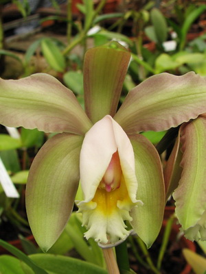 Орхідея каттлея фото видів, догляд, пересадка квітки каттлея в домашніх умовах