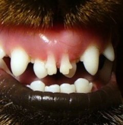 Про зміну зубів у собак і кішок