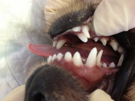 La înlocuirea dinților la câini și pisici
