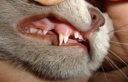 La înlocuirea dinților la câini și pisici