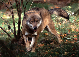 Caracteristicile lupului forestier sunt o caracteristică generală, un habitat, culoarea unui lup