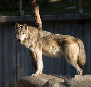 Особливості лісового вовка загальна характеристика, місце проживання, колір вовка