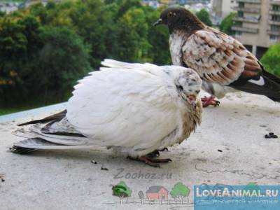 Variola este o boala care persecuta porumbeii de secole