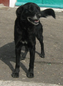A Fekete-tenger Nyaralás kutyával árnyalatok - referencia üdülőház
