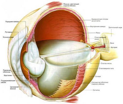 Відшарування судинної оболонки ока причини, симптоми, лікування