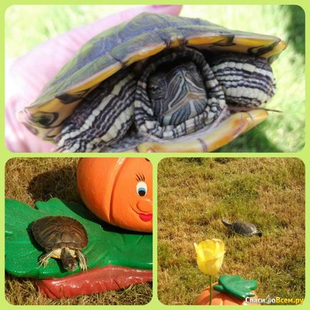 Відгук про червоновуха черепаха миле створіння, але боляче кусається, дата відкликання 2016-05-26 08 17 25