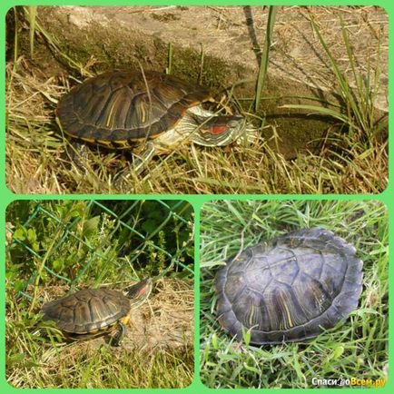 Vélemények a vörös fülű csúszkák szép teremtés, de fájdalmas harapás, a visszavonás időpontjától 2016/05/26 17-augusztus 25