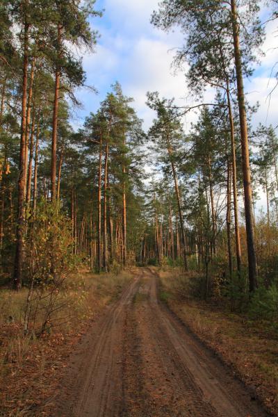 Lacul este un topitor și drumul spre el (regiunea Moscovei, Rusia) - fotografii de pe planeta pământ