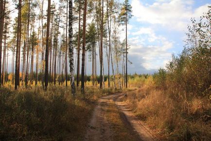 Lacul este un topitor și drumul spre el (regiunea Moscovei, Rusia) - fotografii de pe planeta pământ