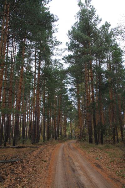 Lacul este un topitor și drumul spre el (regiunea Moscovei, Rusia) - fotografii de pe planeta pământ