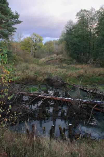 Lacul este un topitor și drumul spre el (regiunea Moscovei, Rusia) - fotografii de pe planeta pământ