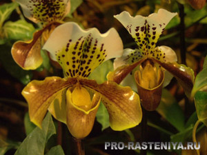 Pafiopedilum (Paphiopedilum) transzplantáció, leszállás, reprodukciós