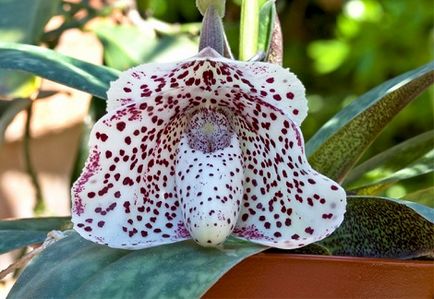 Pafiopedilum ellátás finom orchidea