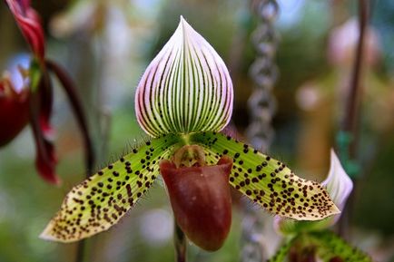 Grijă pentru paphiopedipul pentru orhidee rafinate