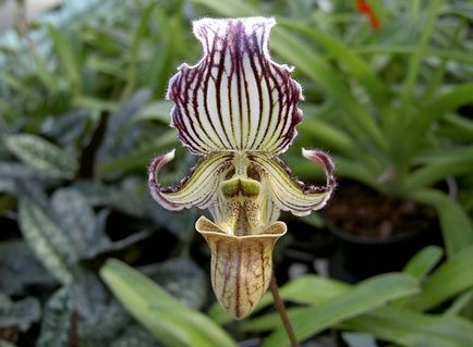 Pafiopedilum ellátás finom orchidea