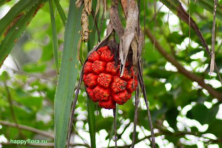 Pandanus - fotografii pandanus, condiții de creștere, îngrijire și reproducere