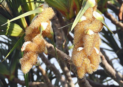 Панданус - pandanus фото, умови вирощування, догляд та розмноження