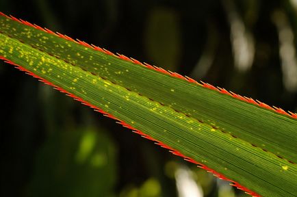 Pandanus - pandanus fotó, termesztési feltételek, a gondozás és reprodukciós (talaj) Pandanus - pandanus fotó, termesztési feltételek, ellátás és szaporítása
