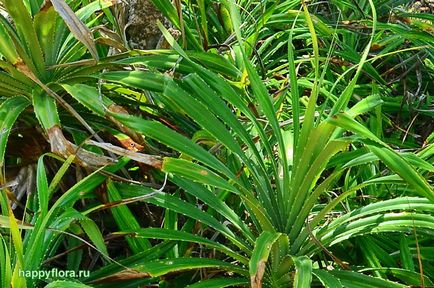 Pandanus - pandanus fotó, termesztési feltételek, a gondozás és reprodukciós (hőmérséklet) Pandanus - pandanus fotó, termesztési feltételek, ellátás és szaporítása