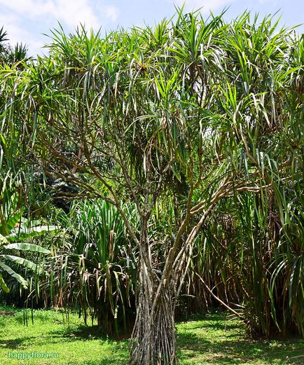 Pandanus - pandanus fotó, termesztési feltételek, a gondozás és reprodukciós (hőmérséklet) Pandanus - pandanus fotó, termesztési feltételek, ellátás és szaporítása