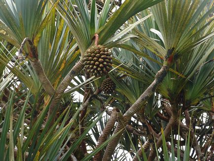 Pandanus - pandanus fotó, termesztési feltételek, a gondozás és reprodukciós (pandanus) Pandanus - pandanus fotó, termesztési feltételek, ellátás és szaporítása