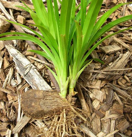 Панданус - pandanus фото, умови вирощування, догляд та розмноження