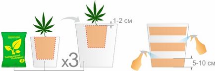 Transplantul de marijuana în timpul cultivării