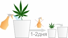 Пересадка марихуани при вирощуванні