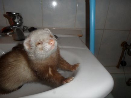 Розплідник тхорів favourite ferret - статті про тхорах