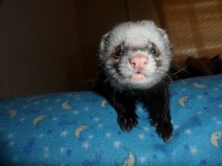 Розплідник тхорів favourite ferret - статті про тхорах