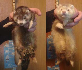 Розплідник тхорів favourite ferret - статті про тхорах