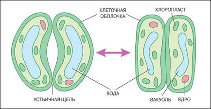 Чому кактуси невисихають, наука і життя