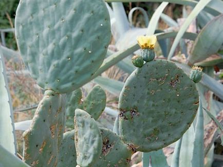 De ce nu se usucă cactușii, știința și viața