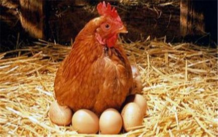 Miért csirkék Peck tojás