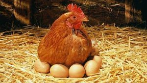 Чому несучки клюють свої яйця і як ефективно з цим боротися
