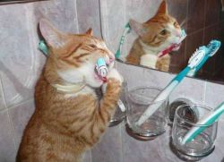De ce miroase o pisica din gura?