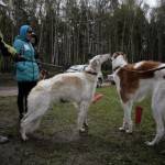 Підготовка хортів - полювання та риболовля в росії і за кордоном