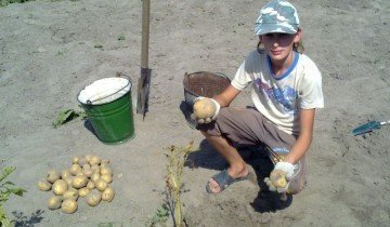 Pregătirea solului pentru cartofi și cartofi pentru plantare nu este deloc complicată